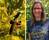 07/19-Pollination of Native Plants @ Chicago Cultural Center...