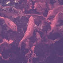 Pinkish Hue - We Are Imaginary