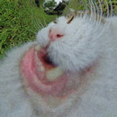 Pretty - Honey I'm Home