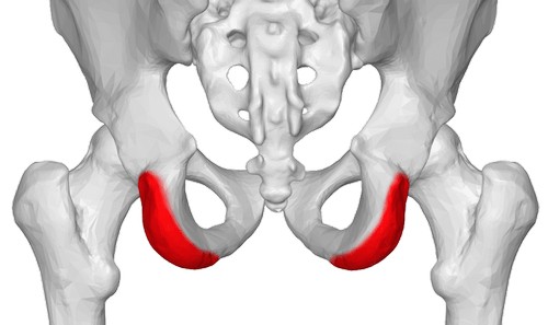 The gap between the sit bones determines the ideal bike seat; mine is 145mm. Image from yoganatomy.com - sit bone pain revisited...