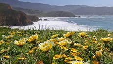 Mori Point, a bluff that provides scenic views of the peninsula coastline. Also known for wildflower viewing in April...