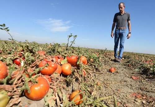 Cannon Michael, President of Bowles Farming Company in Los Banos, walks through a field that has been harvested but some tomatoes are left behind. He is working with food banks to try to distribute surplus produce. Photo by John Walker/The Fresno Bee. From CalMatters 3/5/2020 story...